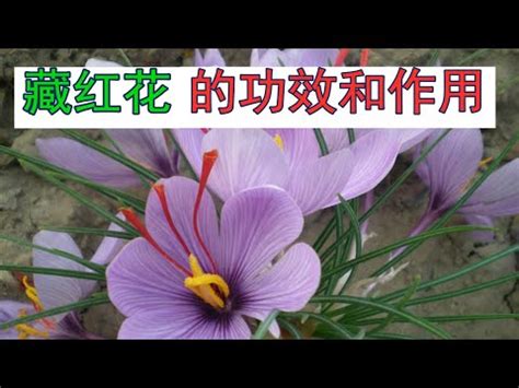 紅花流產|番紅花的5個副作用與功效，孕婦必讀的番紅花禁忌！